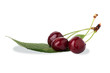 Fresh cherry berries with green leaf isolated
