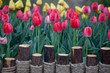 blooming tulips