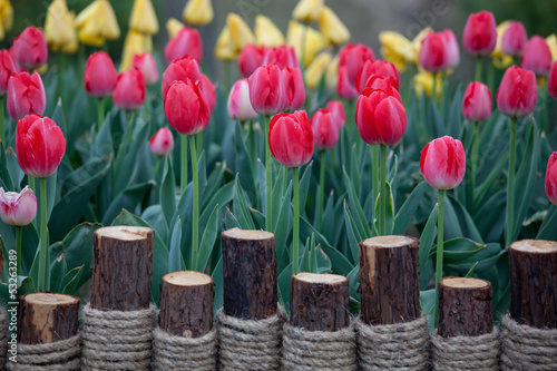 Photo: blooming tulips blooming tulips