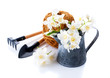 Jasmine flowers in the garden watering can and garden tools