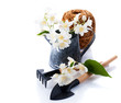 Jasmine flowers in a garden watering can and garden tools