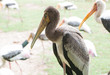 Kabbaw bird Portrait