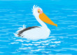 Pelican