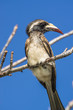 Red-billed hornbill