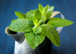 Fresh green mint in the garden watering