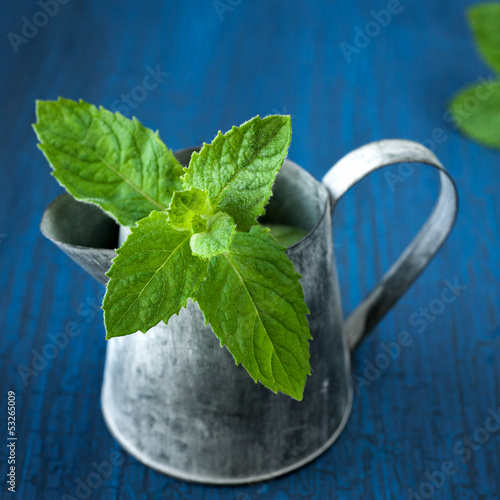 Photo: Fresh green mint in the garden watering Fresh green mint in the garden watering