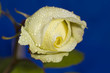 white rose
