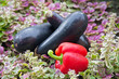 pepper and aubergines in the violet grass