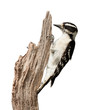 Pecking Woodpecker