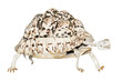 Photo: Skeleton of the turtle. Skeleton of the turtle.