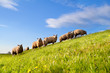 sheep herd on green sunny pasture
