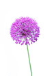 Photo: Beautiful blooming allium close up Beautiful blooming allium close up