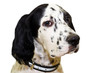 setter