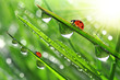 Photo: fresh morning dew and ladybird fresh morning dew and ladybird