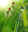 fresh morning dew and ladybird