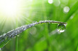 Dew drops close up