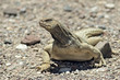 Egyptian Mastigure (Uromastyx aegytius) near Eilat, Israel