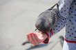 Taube auf der Hand, Markusplatz, Venedig, Italien