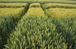 barley grain wheat field