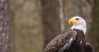 Majestic Bald Eagle