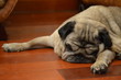 old dog pug