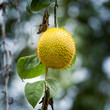 Oil from the seed pulp. Effective Treatment of liver cancer.