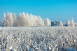 Frosted trees and grass against a blue sky