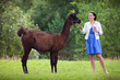 Young attractive woman feeding a brown lama