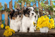 Two puppies and flowers dandelions, Beaver Yorkshire Terrier