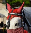 white diablo horse