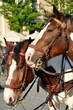 two head horses