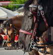 two Horses