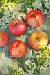 Photo: Fresh ripe apples on the old rustic table Fresh ripe apples on the old rustic table
