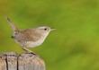 Foto: Winter wren on green background Winter wren on green background