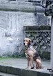 Lonely Dog