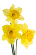 Jonquil flowers