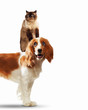 Two home pets