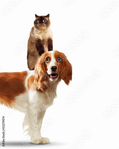 Photo: Two home pets Two home pets
