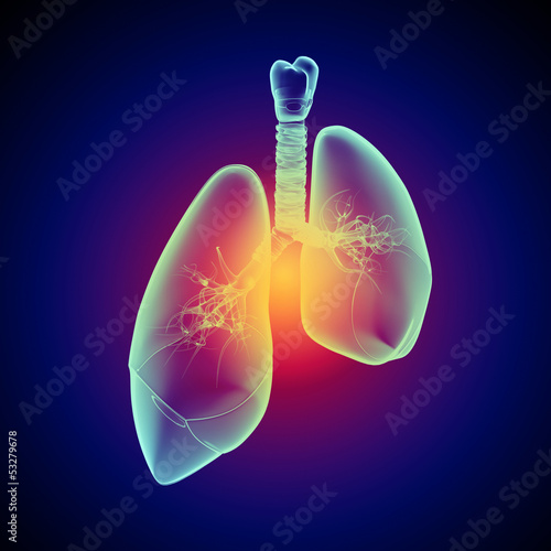 Illustration: Schematic illustration of human lungs Schematic illustration of human lungs