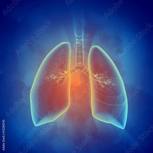 Illustration: Schematic illustration of human lungs Schematic illustration of human lungs