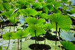 Leaves of lotus plants