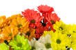 schöne farbenfrohe Blumen