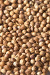 coriander