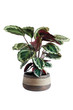 Potted Plant