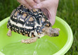 Leopard tortoise - daily hygiene