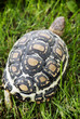 Turtle walking on the lawn