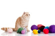 persian exotic cat isolated with balls of different colours