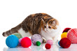 persian exotic cat isolated with balls of different colours