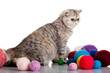 persian exotic cat isolated with balls of different colours