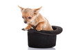 chihuahua and hat  isolated on white background